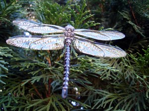 Dragonfly 006.jpg