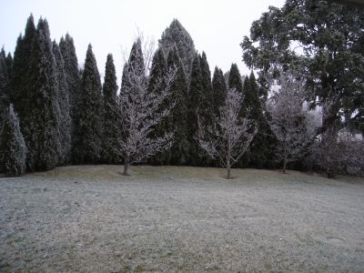 Frozen Fog 1.jpg