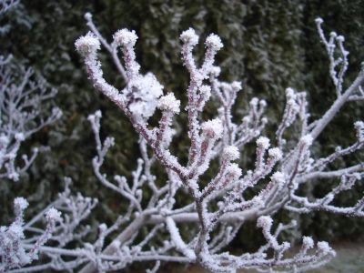 Frozen Fog 3.jpg