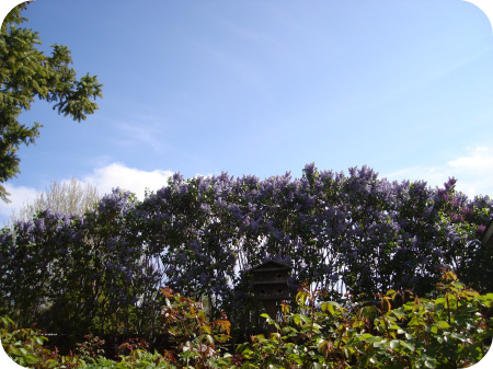 Lilacs.jpg