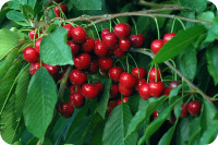 7485-Cherries.jpg