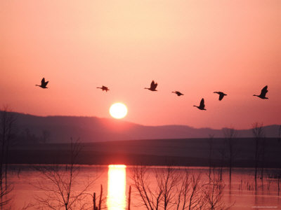 Geese 2-thumb-400x300-12423