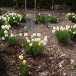 Daffodils, Rabbit