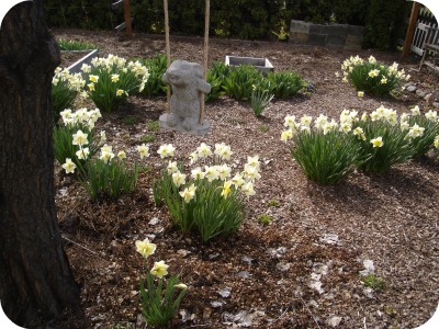Daffodils, Rabbit