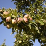 2011 apples 2
