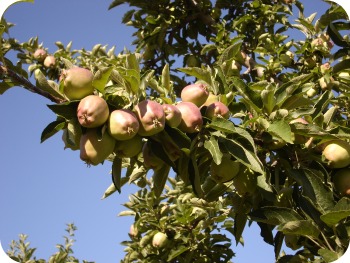 2011 apples 2