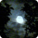 Moon Through Trees