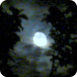 Moon Through Trees