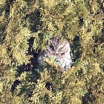 Owl 2