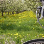 Dandelions 2012