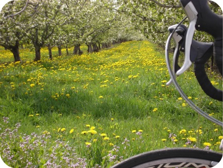 Dandelions 2012