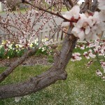 Spring 2012