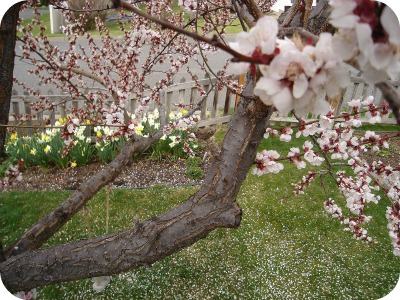 Spring 2012