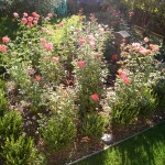 Rose Garden