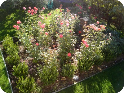 Rose Garden