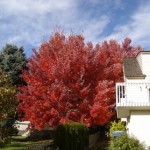 Maple, November 2012