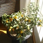 Kumquats 1