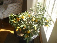 Kumquats 1