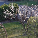 Apricot Blossoms 2013
