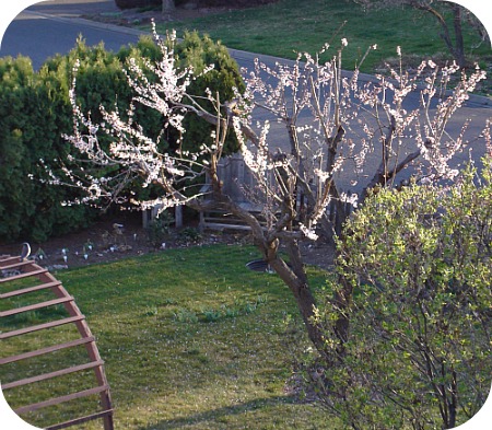Apricot Blossoms 2013