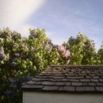 Lilacs 2013 # 1