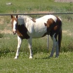Pinto Pony Selah 6 8 13