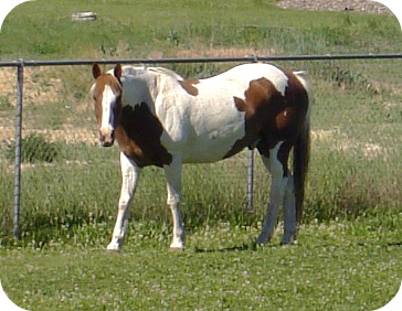 Pinto Pony Selah 6 8 13