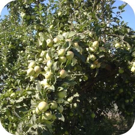 Apples #1 2013