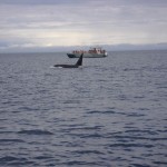 Male Orca