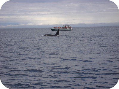 Male Orca