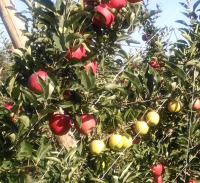 Apples 2014 2