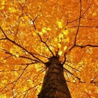 autumn2013wallpapercollection00