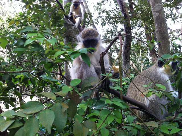 barbados monkeys.jpg