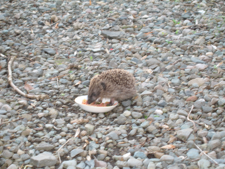 hedgehog eating.jpg