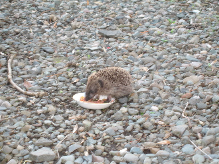 hedgehog%20eating.jpg