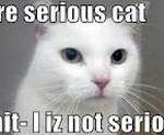 serious cat blog