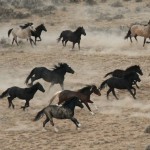 wild horses blog
