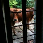 cows blog