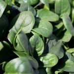 baby-spinach