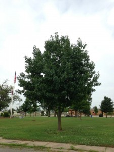 MY PARENTS' TREE