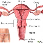 Uterus