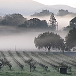 Napa Valley