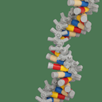 DNA Strand