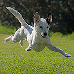 Photo of a running and jumping dog.