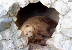 Hibernation