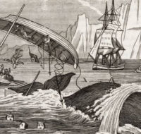 Why Have Sea Shanties Become A TikTok Sensation?
