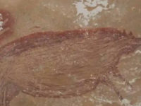 Discovery Of Oldest Cave Painting – Made 45,000 Years Ago – In Indonesia