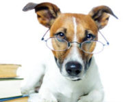 Want To Understand People Better? Scientists Look To Dogs