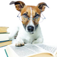 Want To Understand People Better? Scientists Look To Dogs