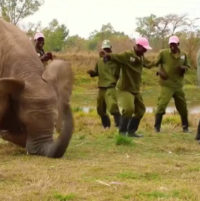 The Latest Dance Craze Sweeping The World